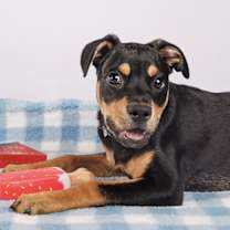 Thumbnail photo of “Britt” aka Brittle #3