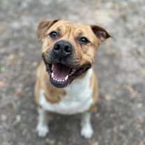 Thumbnail photo of Gracie #1