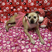 Thumbnail photo of Ginger #4