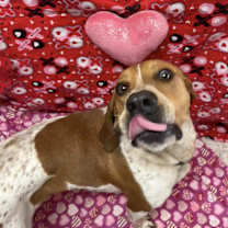 Thumbnail photo of Bama #4