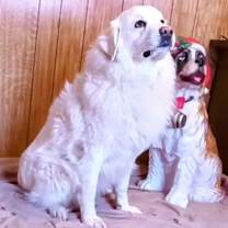 Thumbnail photo of Lucy #2