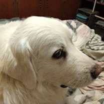 Thumbnail photo of Lucy #3