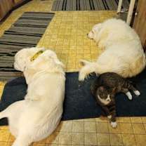 Thumbnail photo of Lucy #4