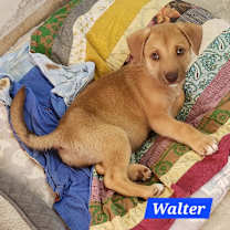 Thumbnail photo of Walter #2