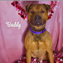 Thumbnail photo of Buddy #1