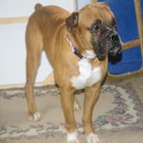 Thumbnail photo of BUBBAH #3