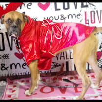 Thumbnail photo of BUBBAH #4
