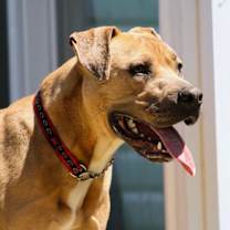 Thumbnail photo of Frankie #2