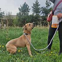 Thumbnail photo of Frankie #3