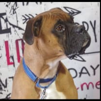 Thumbnail photo of SHAQ #3