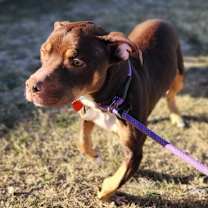 Thumbnail photo of Bearlow JuM #3