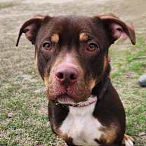 Thumbnail photo of Bearlow JuM #4