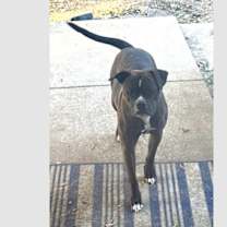 Thumbnail photo of Rosy II #1