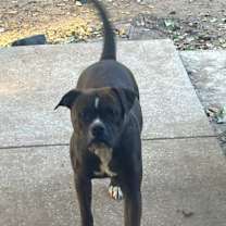 Thumbnail photo of Rosy II #2