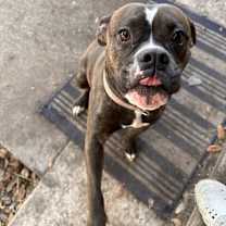 Thumbnail photo of Rosy II #4