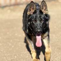 Thumbnail photo of Leila #1