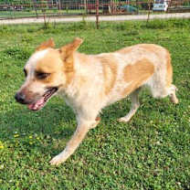 Thumbnail photo of Damon #3