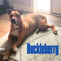 Thumbnail photo of Huckleberry #3