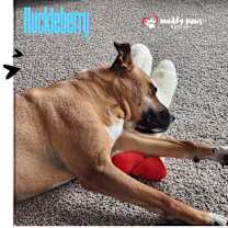 Thumbnail photo of Huckleberry #4