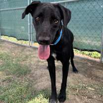 Thumbnail photo of Han #2