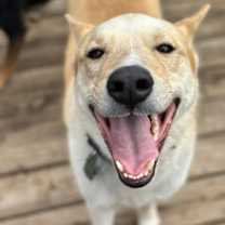 Thumbnail photo of Gator #1