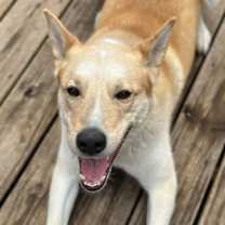 Thumbnail photo of Gator #2