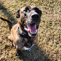 Thumbnail photo of Trigger #2