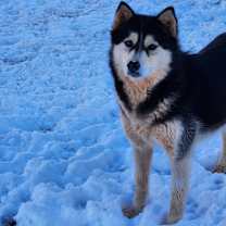 Thumbnail photo of Misty Rose #2