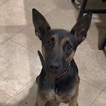 Thumbnail photo of Scooby #3