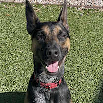 Thumbnail photo of Scooby #4