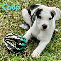 Thumbnail photo of COOP #3