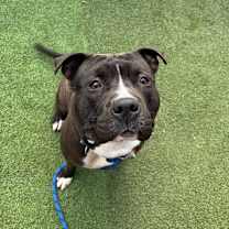 Thumbnail photo of Humble A2177081 #1