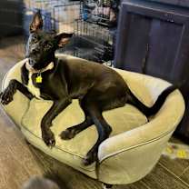 Thumbnail photo of Gracie #2