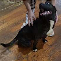 Thumbnail photo of Chloe #2