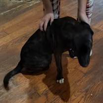 Thumbnail photo of Chloe #3