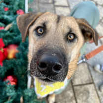 Thumbnail photo of HUN #1