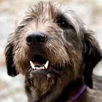 Thumbnail photo of Macy Gray #1