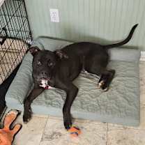 Thumbnail photo of Dexter Lizman #3