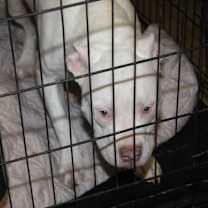 Thumbnail photo of Pablo (Photos 2/21/2025) #2