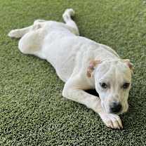 Thumbnail photo of Linus #1