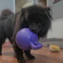 Thumbnail photo of Bowie #3