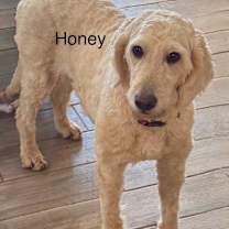 Thumbnail photo of Honey #1