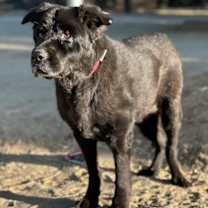 Thumbnail photo of AUNT BO #2