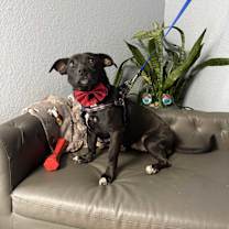 Thumbnail photo of Everett Everly-adoption pendin #1