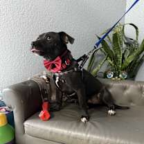 Thumbnail photo of Everett Everly-adoption pendin #2