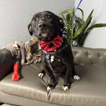 Thumbnail photo of Everett Everly-adoption pendin #3