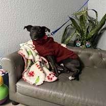 Thumbnail photo of Everett Everly-adoption pendin #4