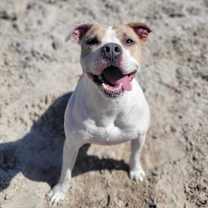 Thumbnail photo of Luna aka Loony Tunes #2