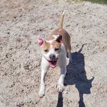 Thumbnail photo of Luna aka Loony Tunes #3