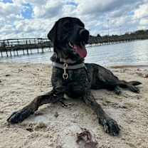 Thumbnail photo of Bama #1